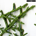 SpeciesSub: var. arizonica
